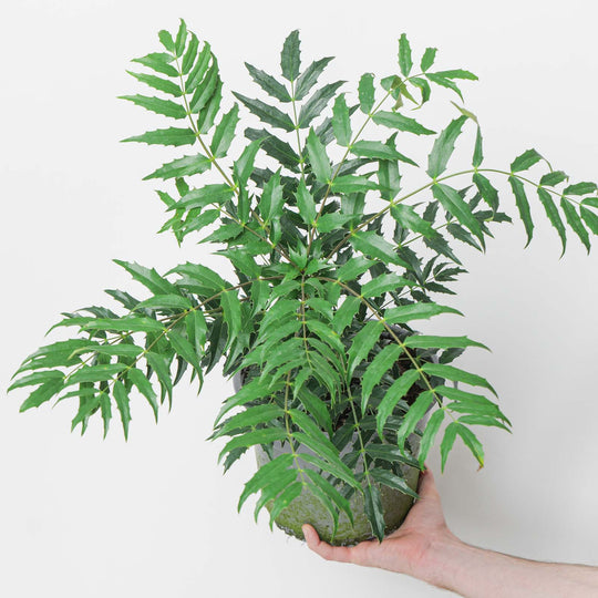 Mahonia Magical Winterfern Plants - Outdoor GROW TROPICALS