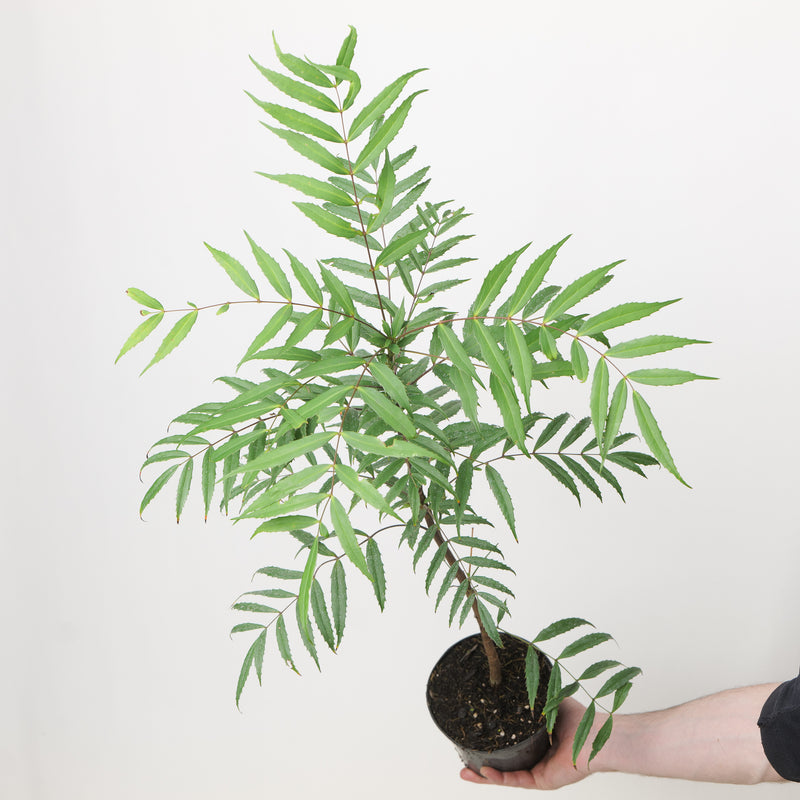 Mahonia leptodonta Plants - Outdoor GROW TROPICALS