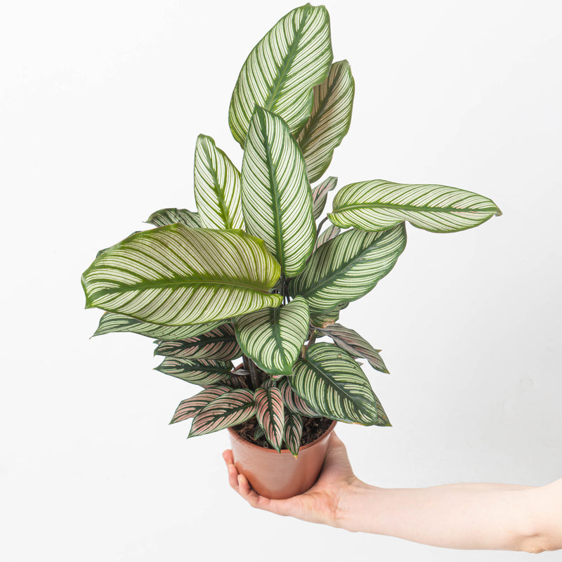 Calathea Majestica 'White Star' Plants GrowTropicals