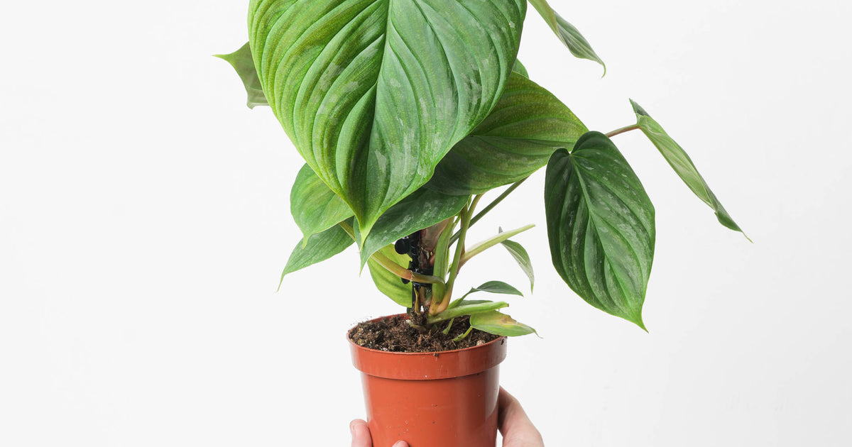 philodendron selloum variegata Split-Leaf Philodendron - Live Plant in a 3 Gallon Growers Pot - Philodendron Selloum main image 0