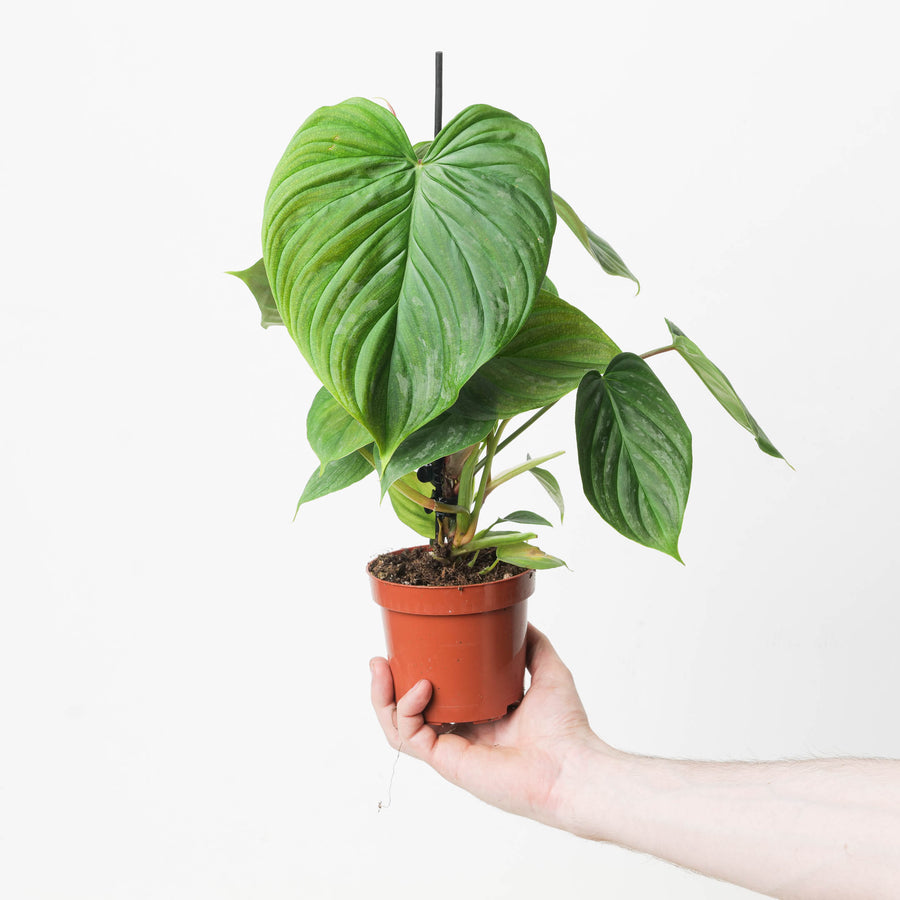 Philodendron Majestic - GROW TROPICALS