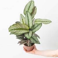 Calathea Majestica 'White Star'
