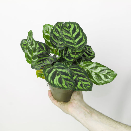 Calathea makoyana 12cm Plants GrowTropicals