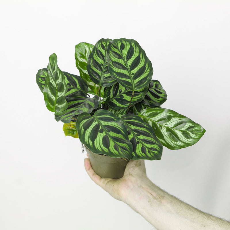Calathea makoyana — 12cm