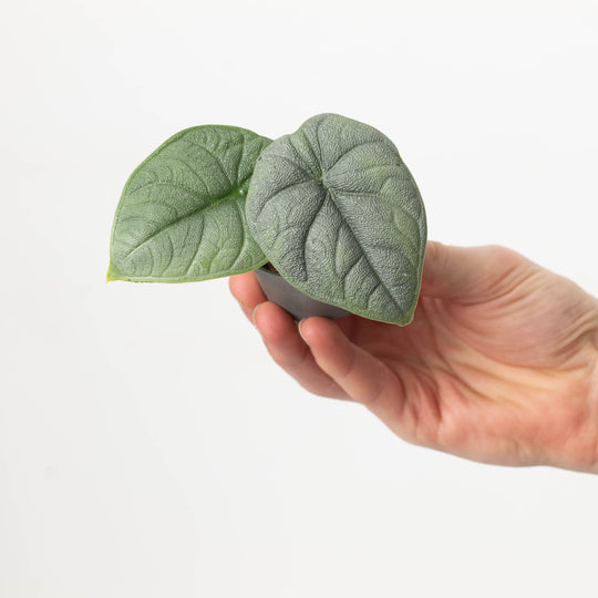 Alocasia melo 6cm Plants GrowTropicals