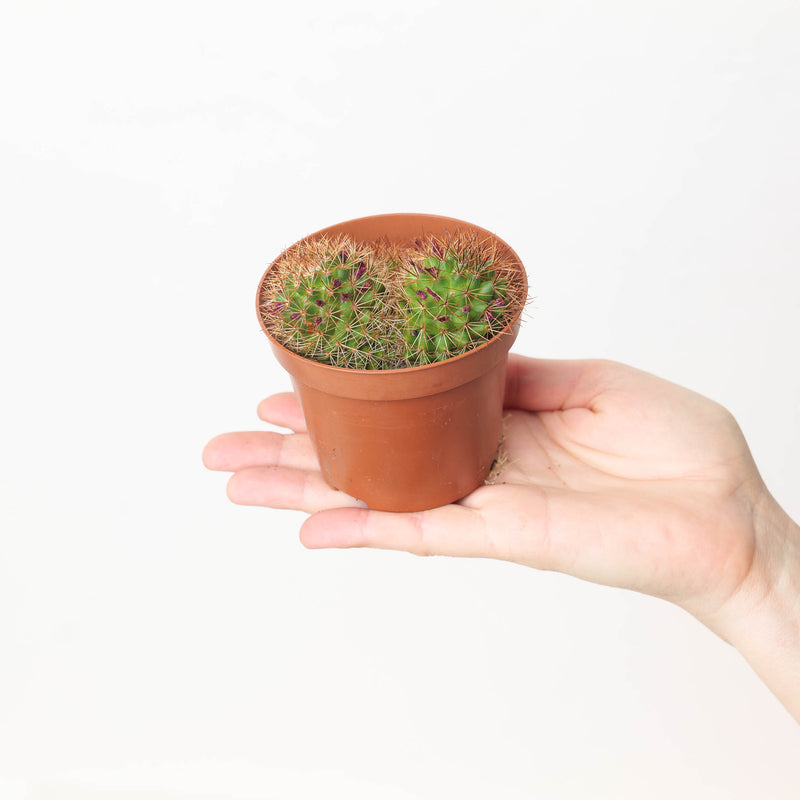 Mammillaria hybrid Plants GrowTropicals
