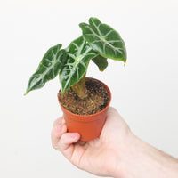 Alocasia 'Mandalay'