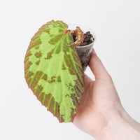 Begonia sp. Mantuk