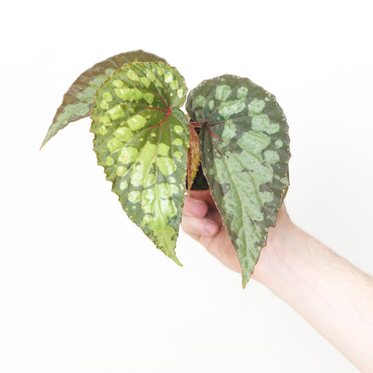 Begonia sp. Mantuk
