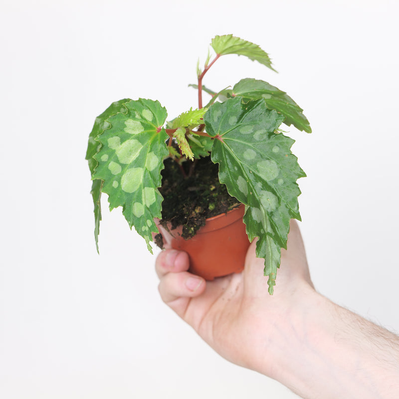 Begonia Mantuk Green Plants GrowTropicals