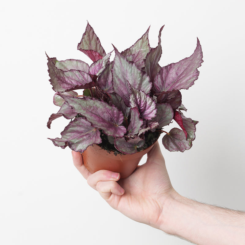 Begonia 'Maori Haze' Plants GrowTropicals