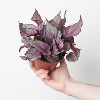 Begonia 'Maori Haze'