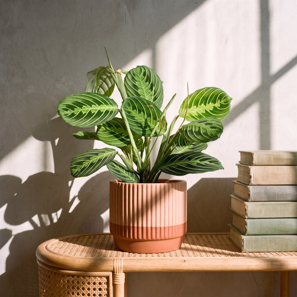 Maranta Lemon Lime Plants GrowTropicals