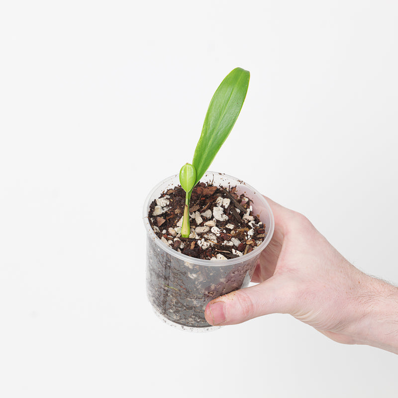 Stenospermation marantifolium Plants GrowTropicals