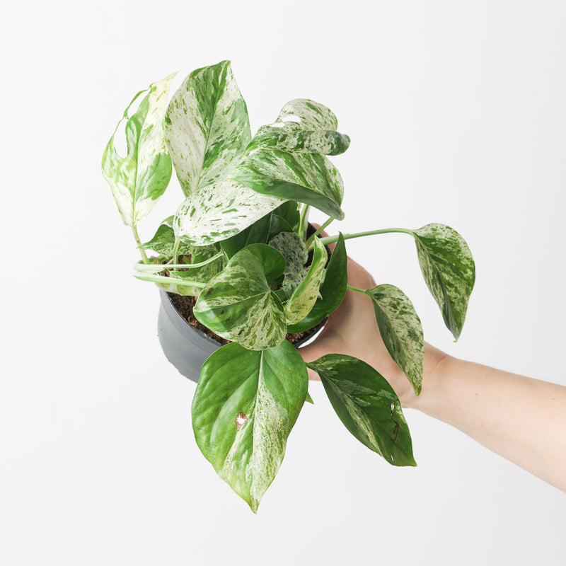 Epipremnum pinnatum 'Marble' — 12cm
