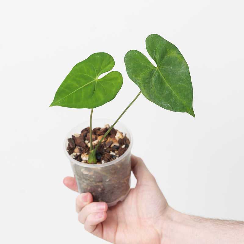 Anthurium marcusianum 9cm Plants GrowTropicals