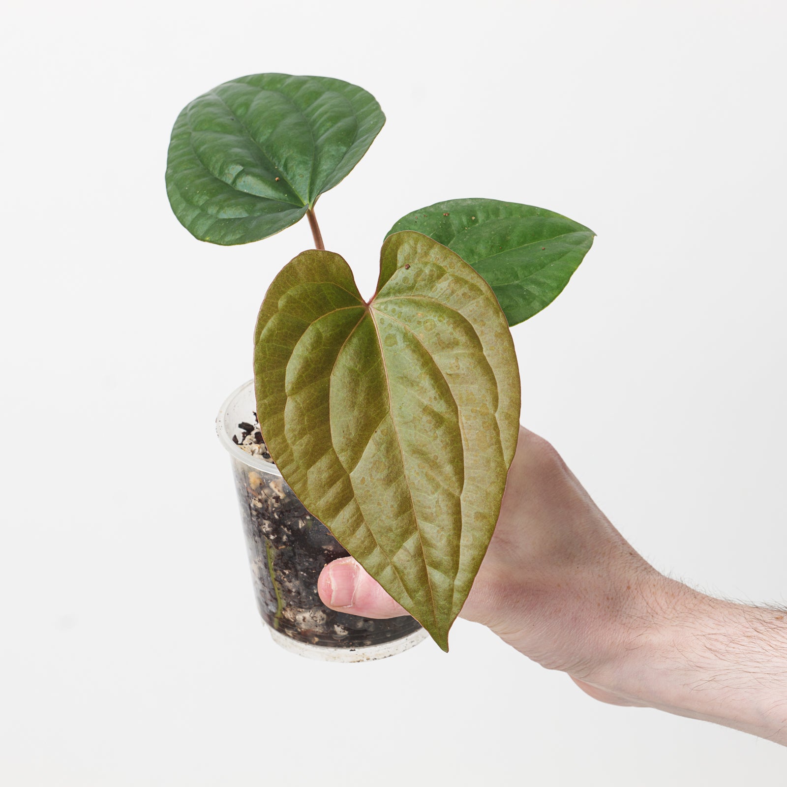 anthurium marie plant Anthurium papillilaminum 'Marie' x luxurians | Plants