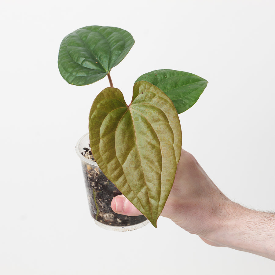 Anthurium papililaminum 'Marie' x luxurians - GROW TROPICALS