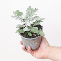 Senecio maritima 'Silver Dust' (Dusty Miller)