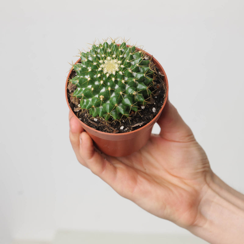 Mammillaria marksiana Plants GrowTropicals