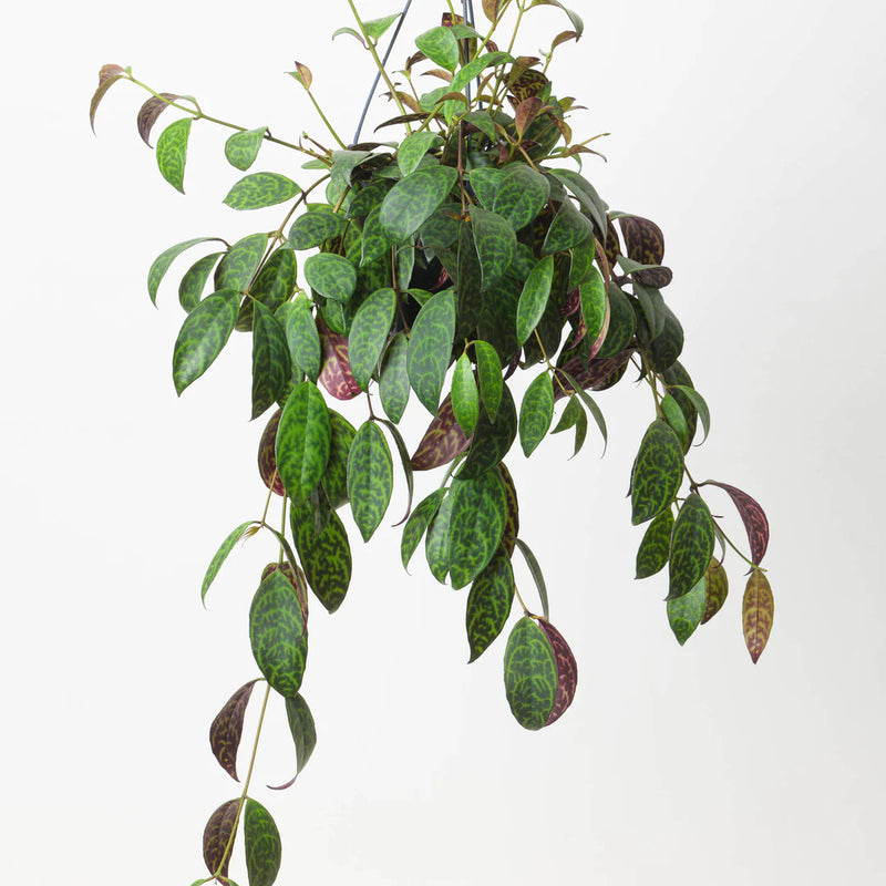 Aeschynanthus marmoratus Plants GrowTropicals