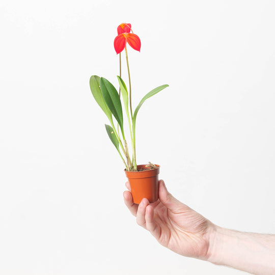 Masdevallia ignea 6cm Plants GrowTropicals