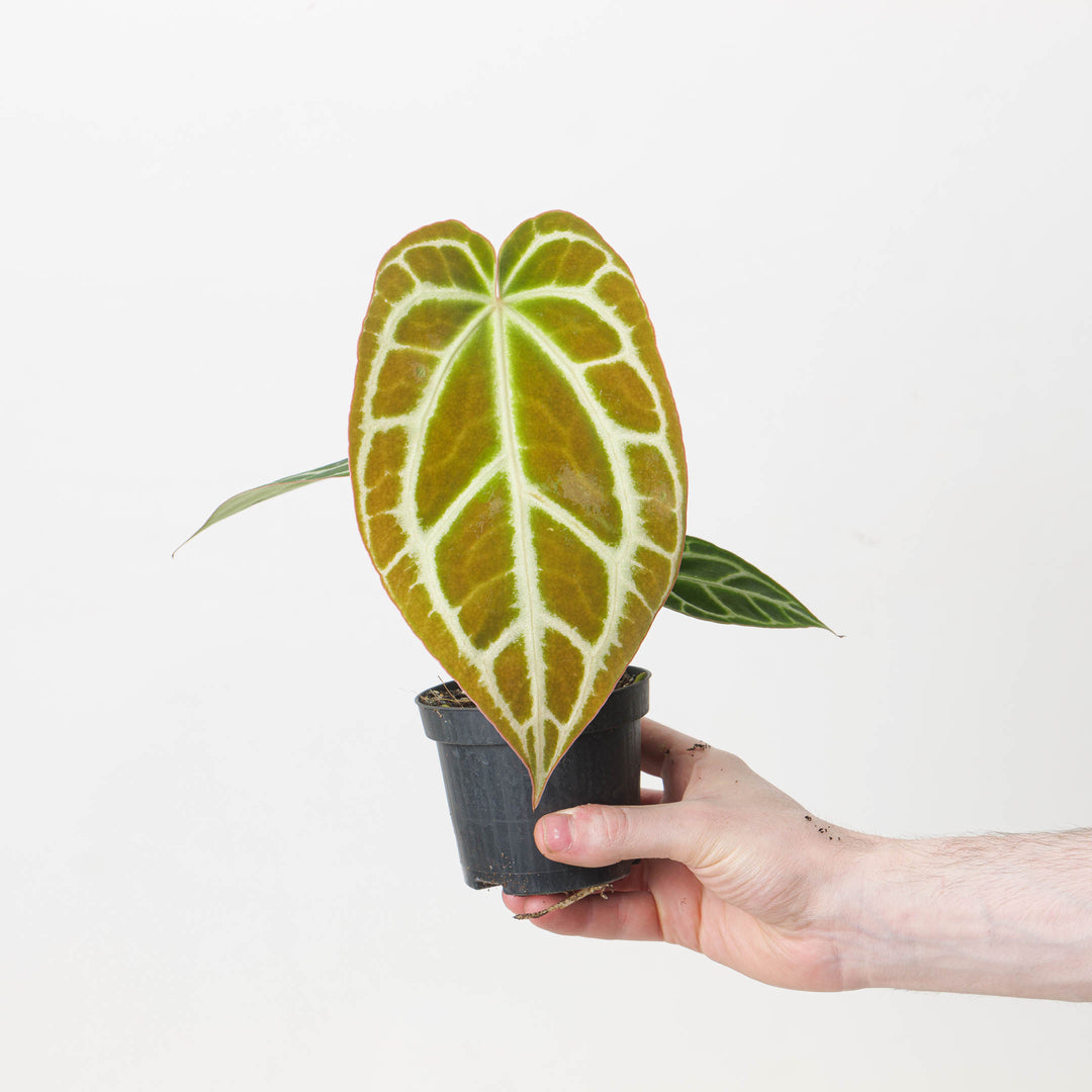 Anthurium crystallinum 'Special Select Forms' - GROW TROPICALS