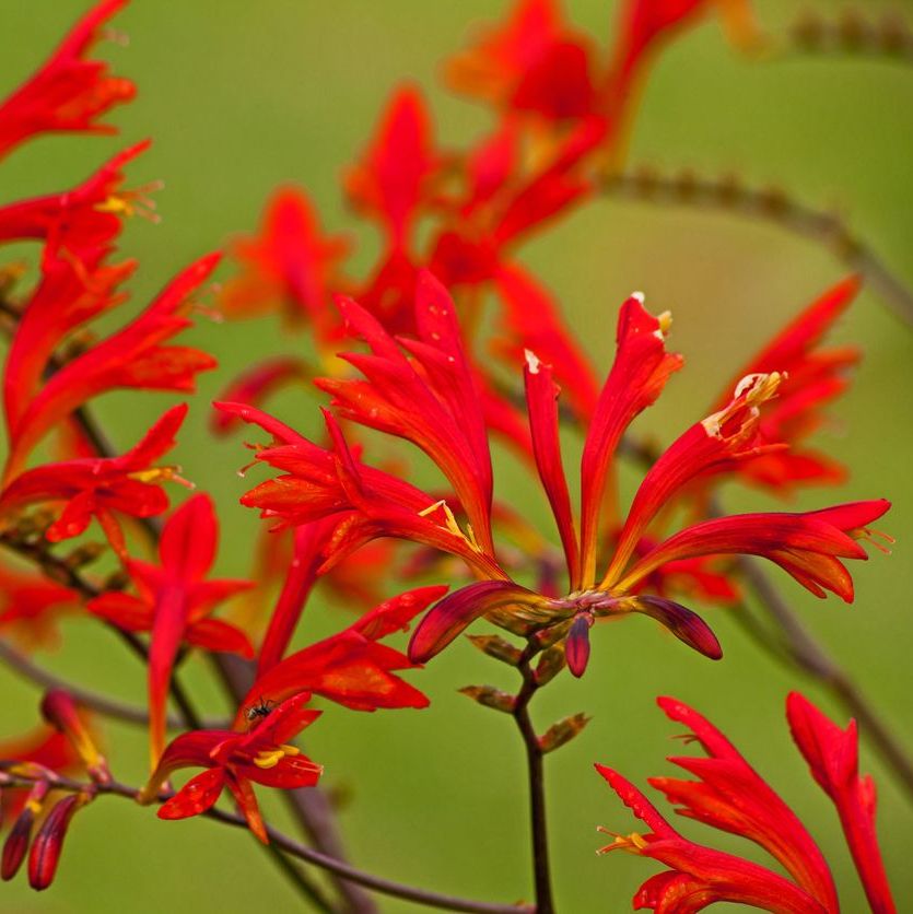 Crocosmia masoniorum