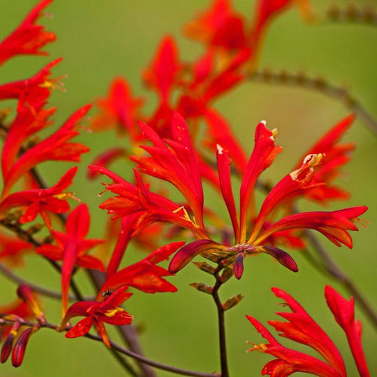 Crocosmia masoniorum