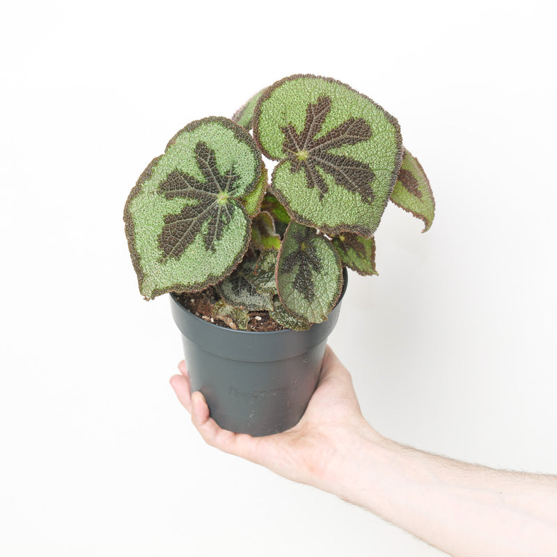 Begonia Masoniana 'Mountain' Plants GrowTropicals