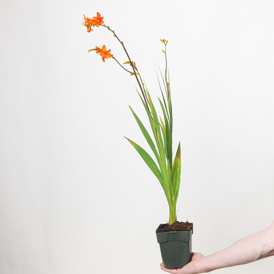 Crocosmia masoniorum 11cm / 0.75L Plants - Outdoor GROW TROPICALS