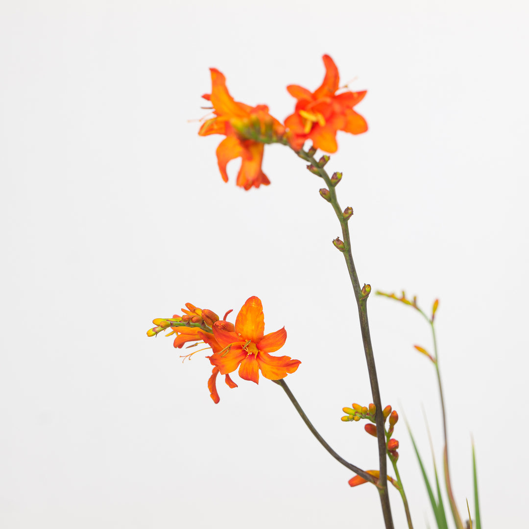 Crocosmia masoniorum Plants - Outdoor GROW TROPICALS