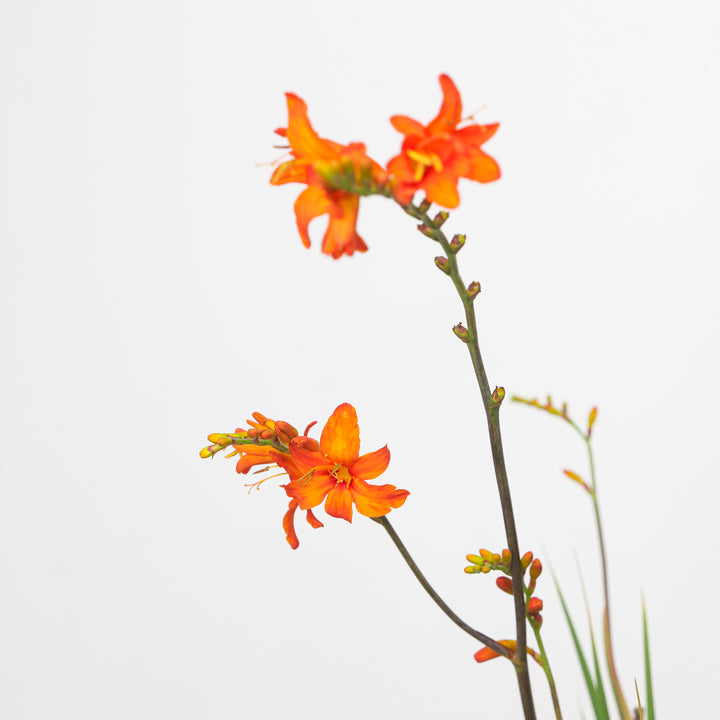 Crocosmia masoniorum Plants - Outdoor GROW TROPICALS