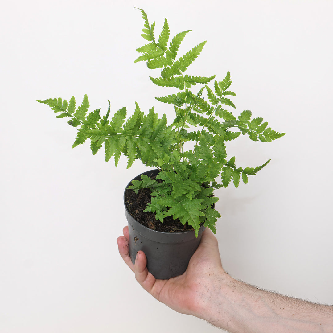Matteuccia struthiopteris Plants - Outdoor GROW TROPICALS
