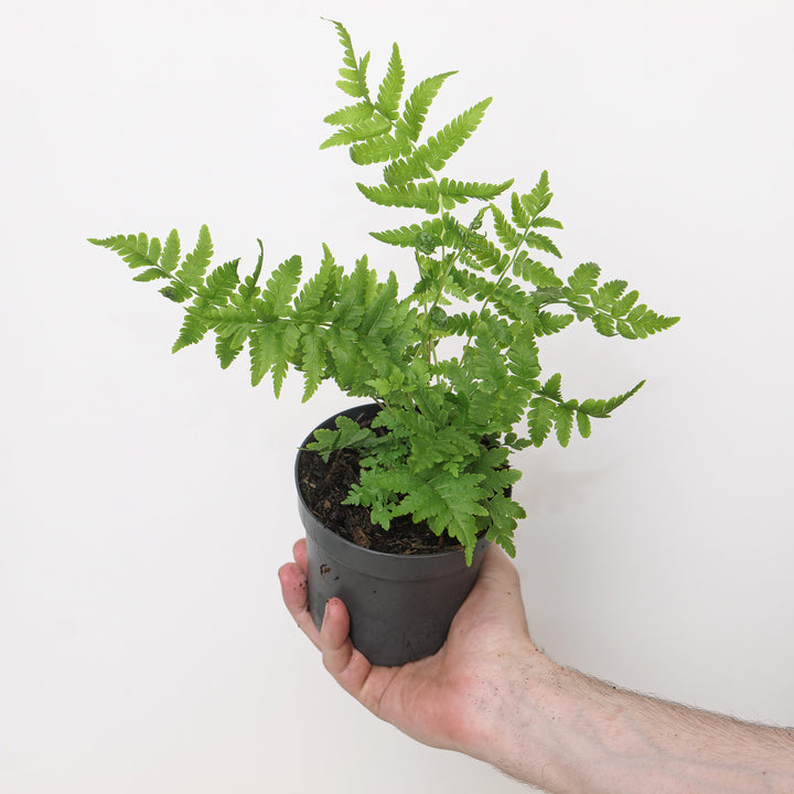 Matteuccia struthiopteris Plants - Outdoor GROW TROPICALS