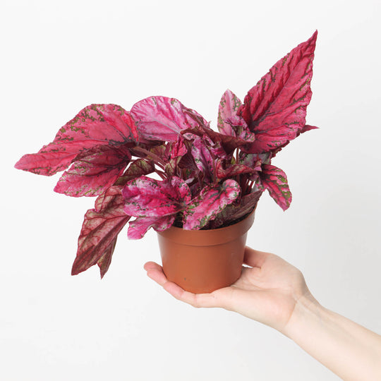 Begonia Maui Sunset Plants GrowTropicals