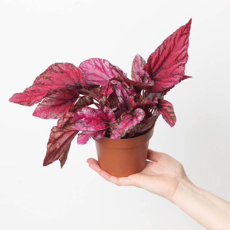 Begonia Maui Sunset Plants GrowTropicals
