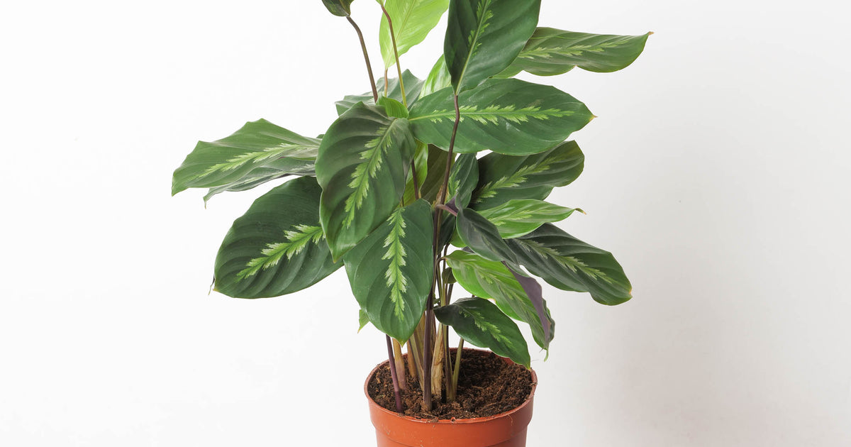 Calathea Maui Queen | Plants