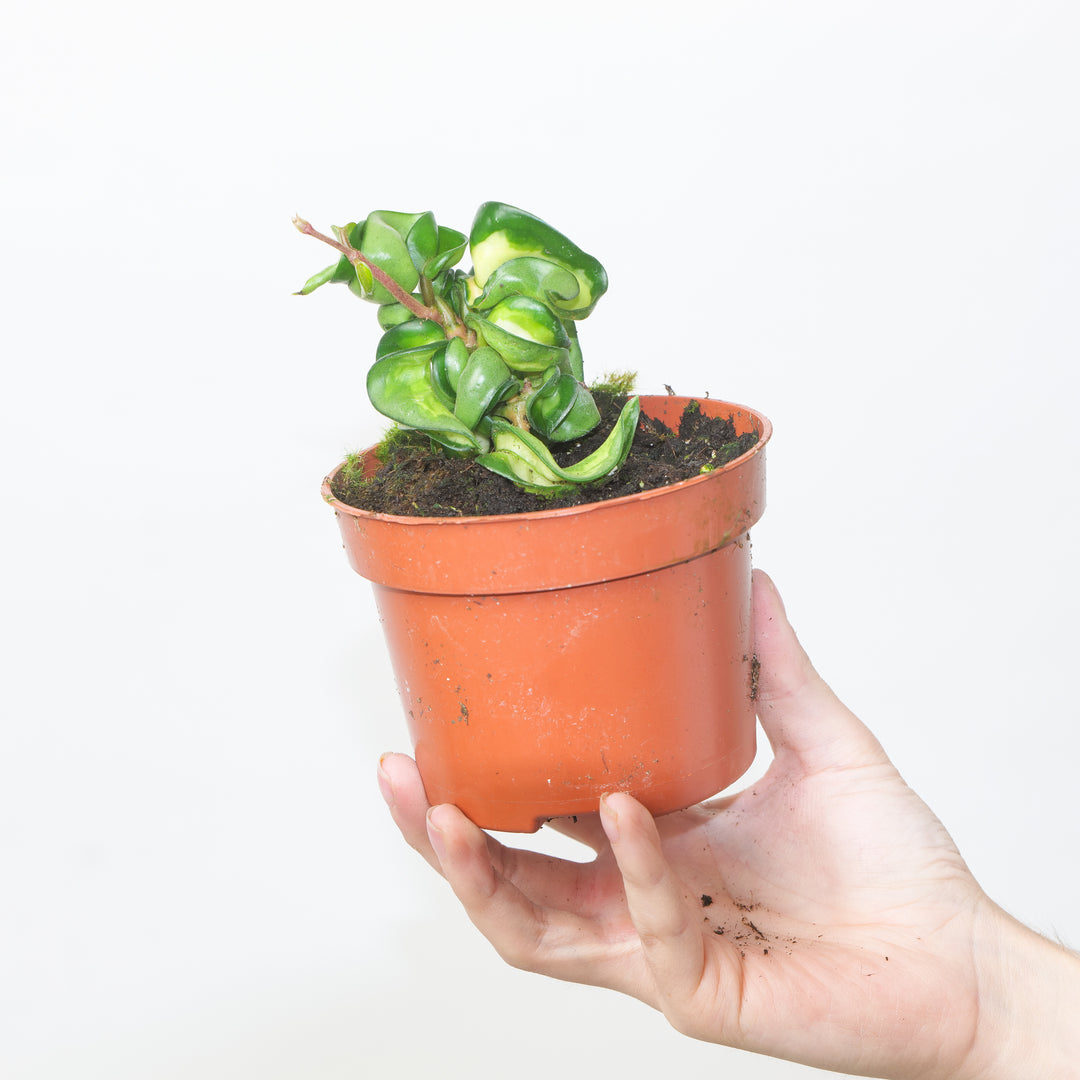 Hoya Carnosa compacta 'Mauna Loa' 8cm Plants GrowTropicals