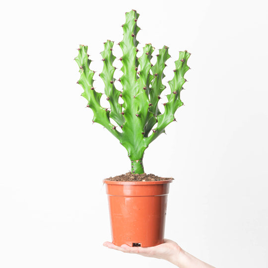 Euphorbia 'maurentania' 17cm Plants GrowTropicals