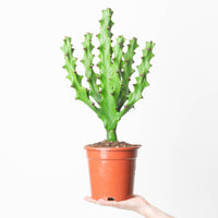 Euphorbia 'maurentania'