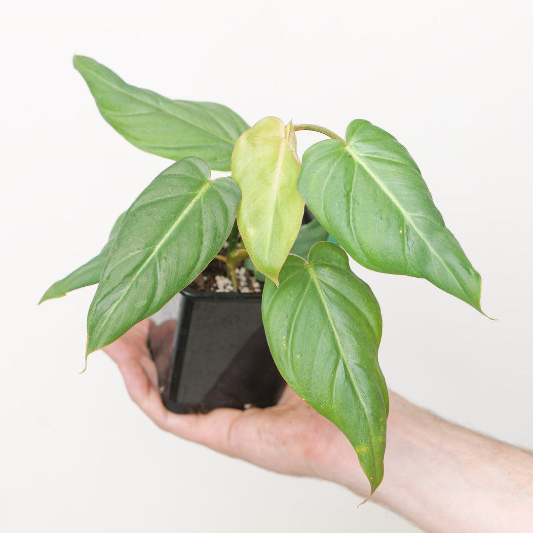 Philodendron gloriosum x maximum