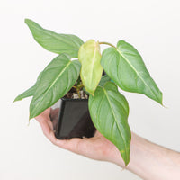 Philodendron gloriosum x maximum