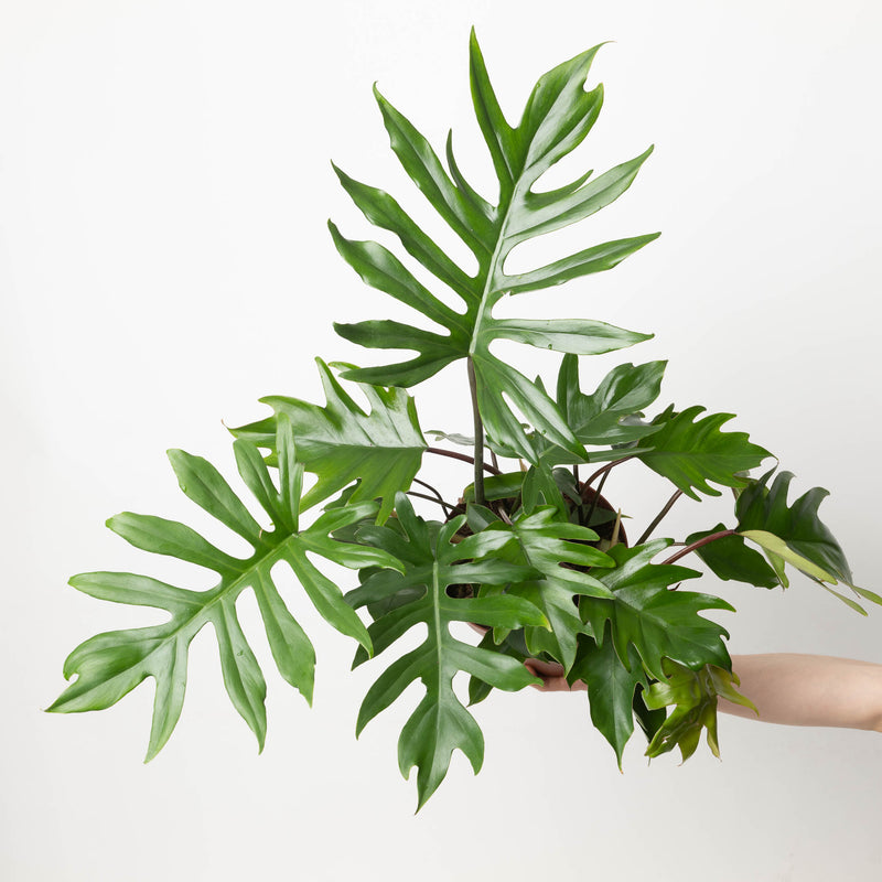Imperfect Philodendron Mayoi Plants GrowTropicals