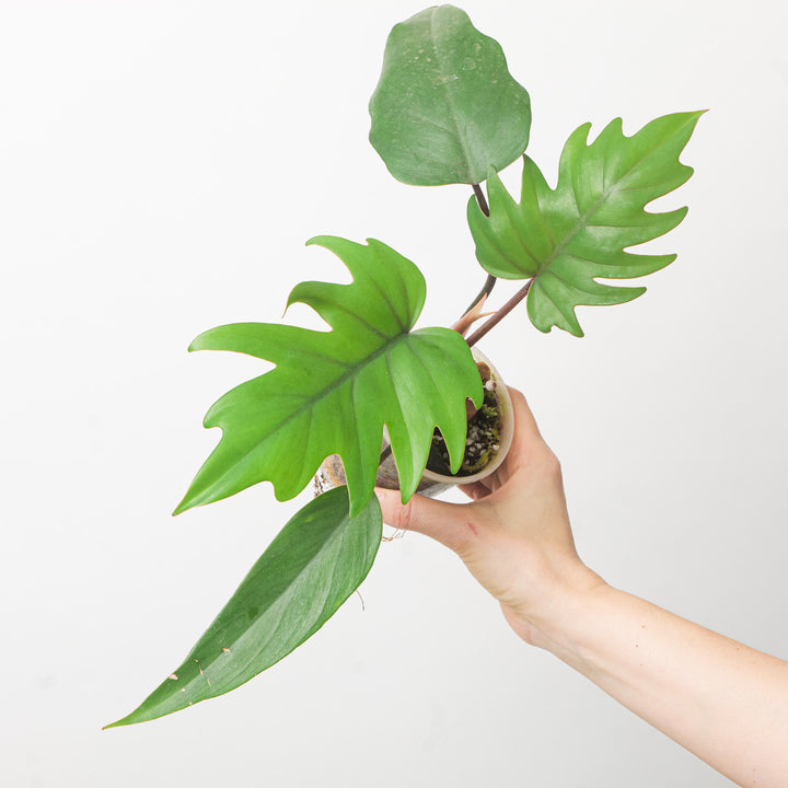 Imperfect Philodendron Mayoi Plants GrowTropicals