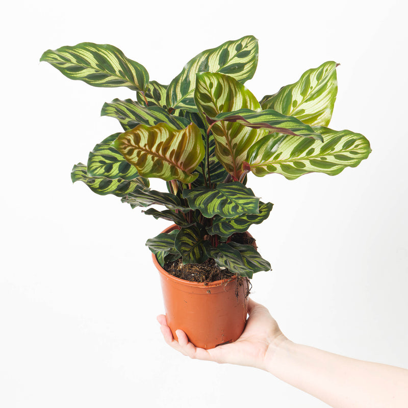 Calathea makoyana 14cm Plants GrowTropicals