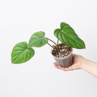 Philodendron 'McDowell' cf.