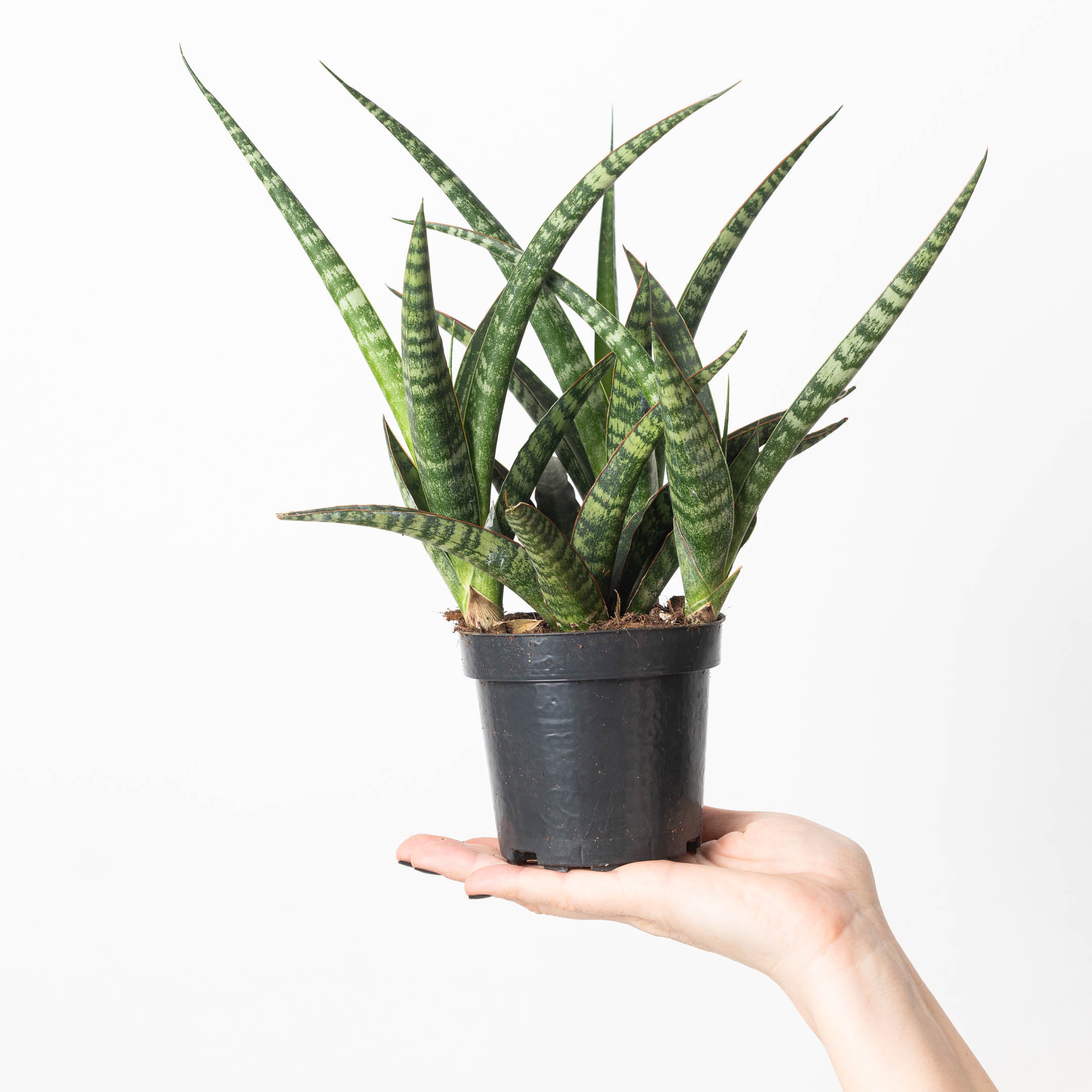 sansevieria tyler Sansevieria trifasciata 'Megan' | Plants