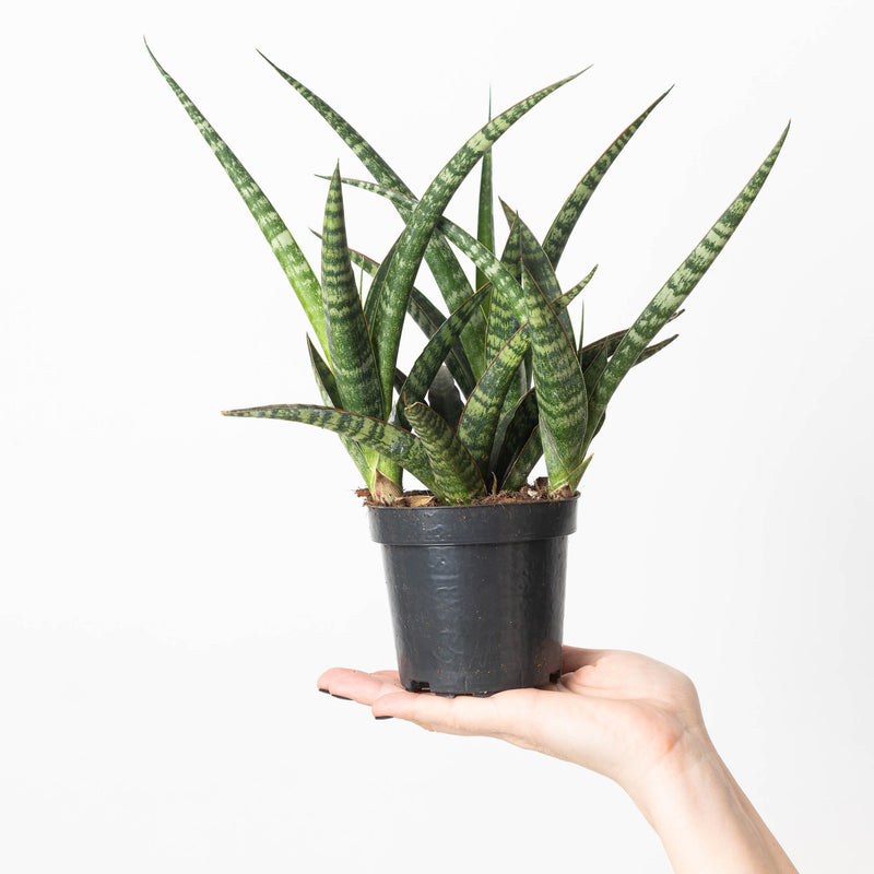 Sansevieria trifasciata 'Megan' Plants GrowTropicals
