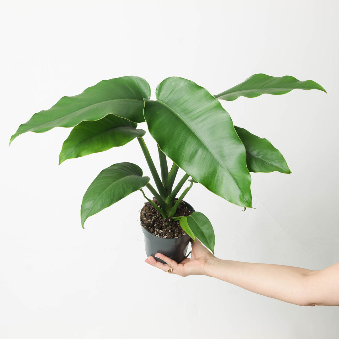 Epipremnum giganteum - GROW TROPICALS